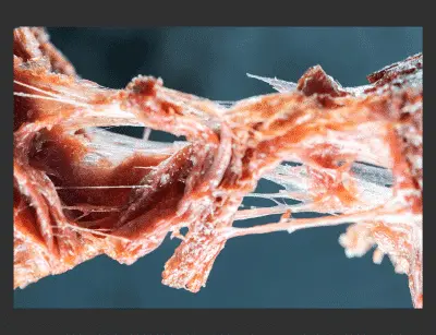 Hoe Redefine Meat barrières doorbreekt in de wereld van (plantaardige) biefstuk
